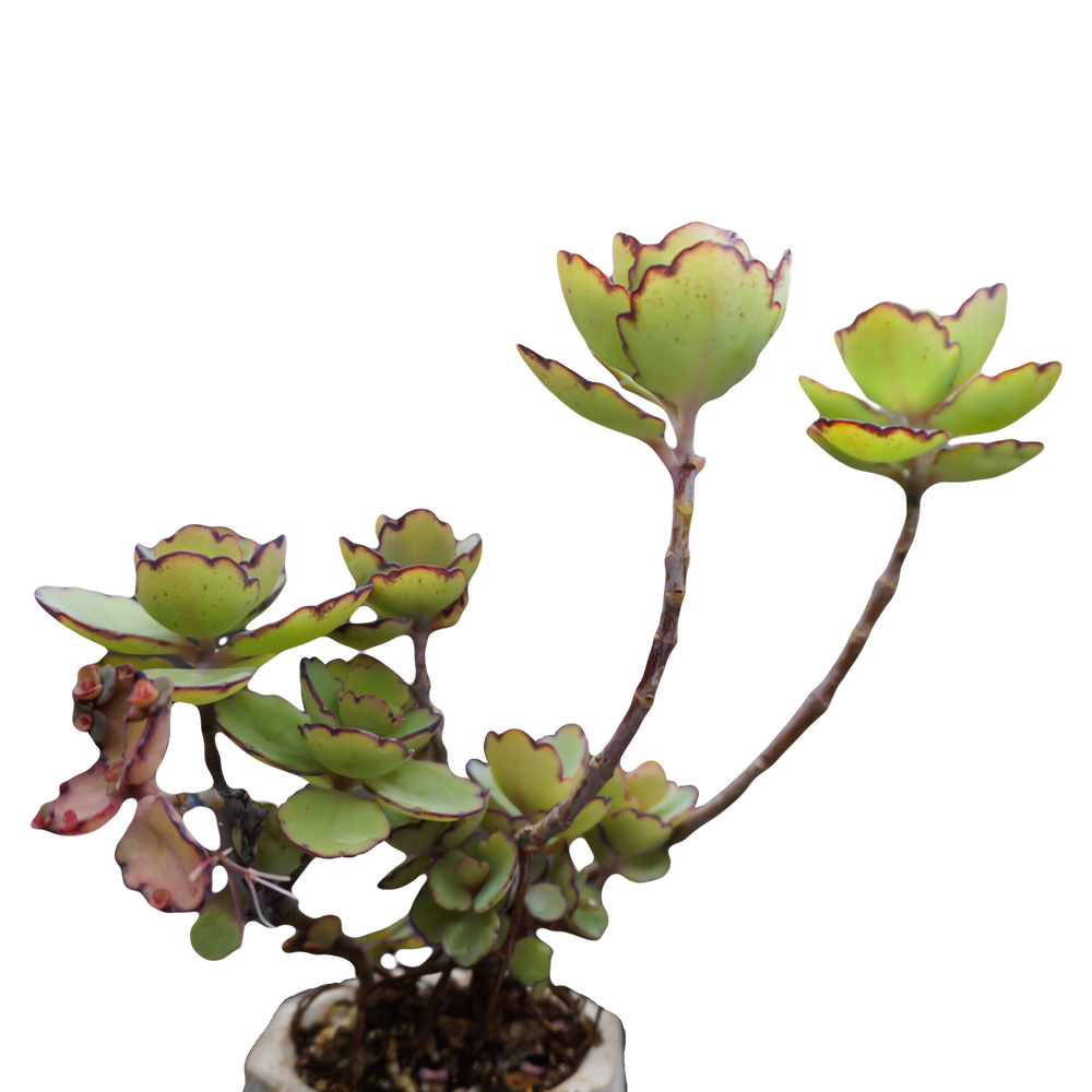 
            
                Load image into Gallery viewer, Kalanchoe laxiflora
            
        