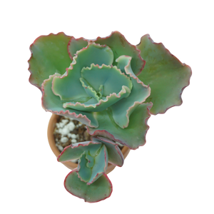 
            
                Load image into Gallery viewer, Echeveria &amp;#39;Coral Reef&amp;#39;
            
        