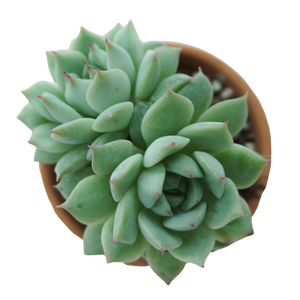 Echeveria derenbergii hybrid