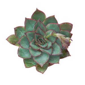 
            
                Load image into Gallery viewer, Echeveria Moonshine
            
        