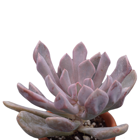 Graptoveria Lilac Spoons