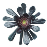 Aeonium Arboreum ‘Zwartkop’ - The Succulents Shoppe