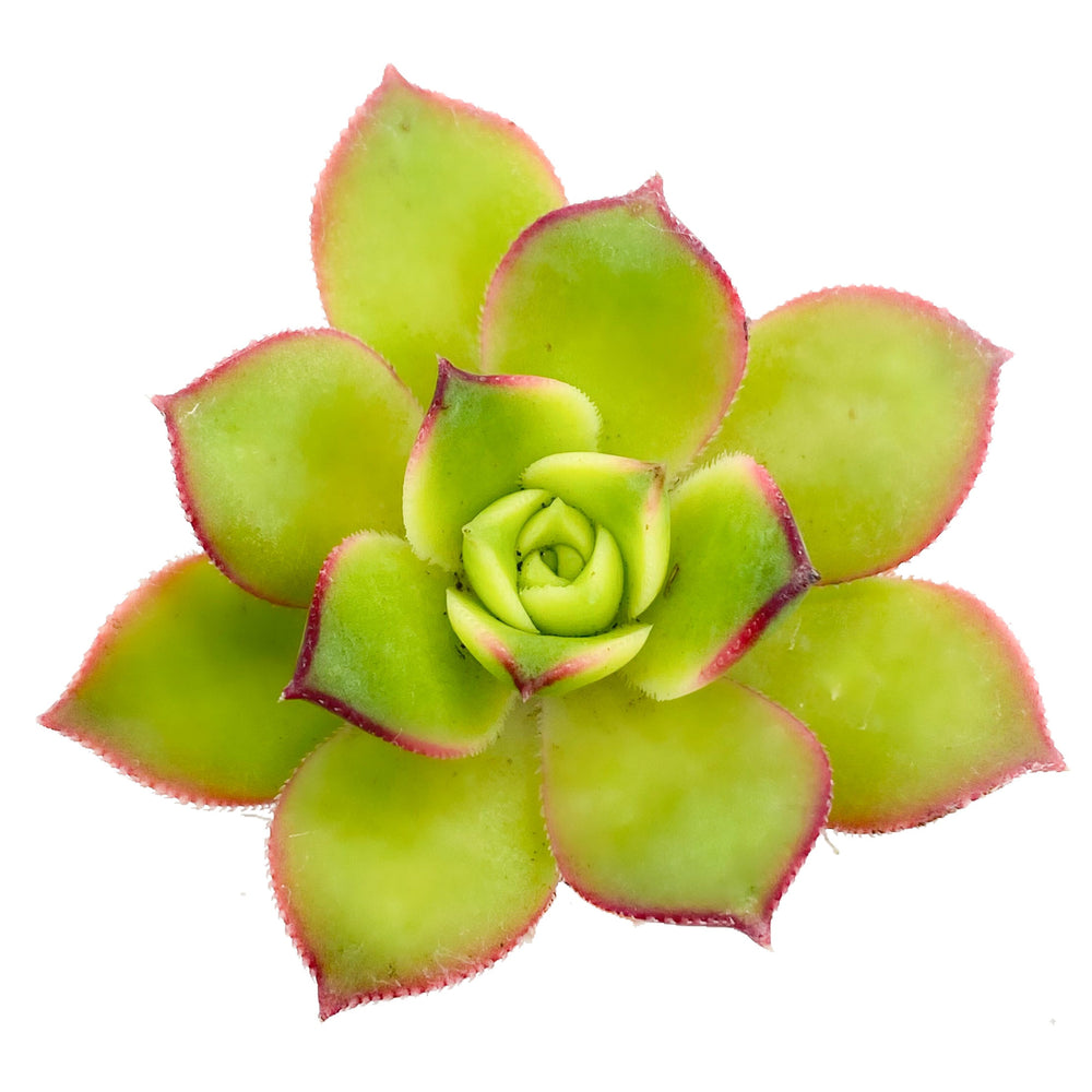
            
                Load image into Gallery viewer, Aeonium Kiwi - The Succulents Shoppe
            
        