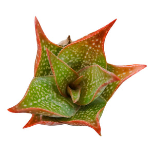 
            
                Load image into Gallery viewer, Aloe &amp;#39;Freckles&amp;#39; - The Succulents Shoppe
            
        