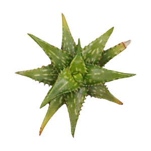Aloe Jucunda - The Succulents Shoppe