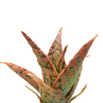 Aloe Mauna Kea - The Succulents Shoppe