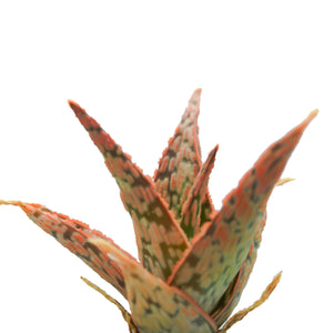 
            
                Load image into Gallery viewer, Aloe Mauna Kea - The Succulents Shoppe
            
        