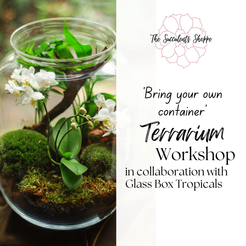 
            
                Load image into Gallery viewer, &amp;#39;Bring Your Own Container&amp;#39; Terrarium Workshop - The Succulents Shoppe
            
        