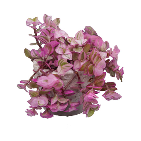 Callisia Repens Pink Panther - The Succulents Shoppe