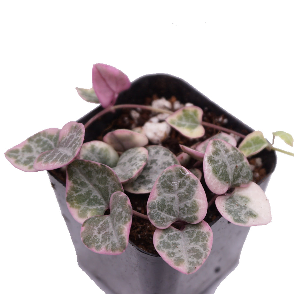 Ceropegia woodii 'variegated String of Hearts' - The Succulents Shoppe