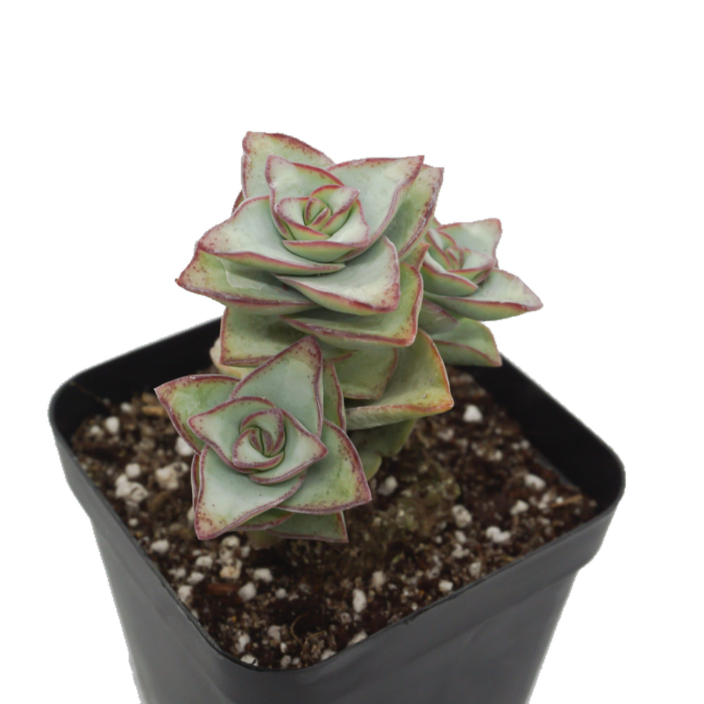 
            
                Load image into Gallery viewer, Crassula &amp;#39;Ivory Towers&amp;#39; - The Succulents Shoppe
            
        