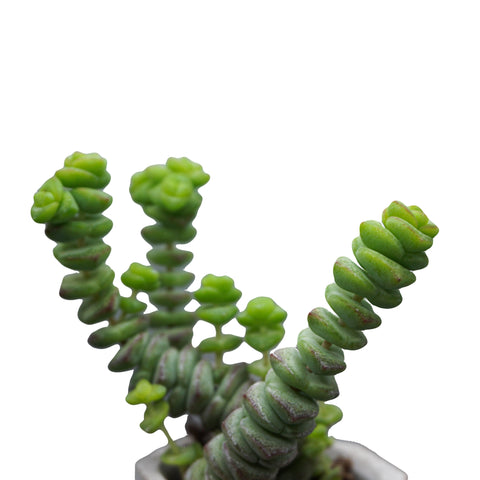 Crassula Marnieriana - The Succulents Shoppe