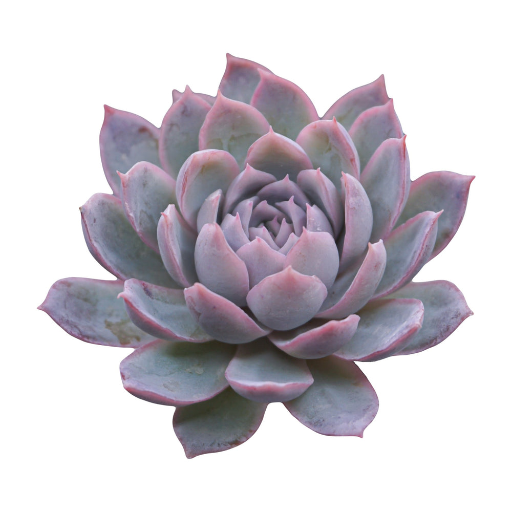 
            
                Load image into Gallery viewer, Echeveria Boeil - The Succulents Shoppe
            
        