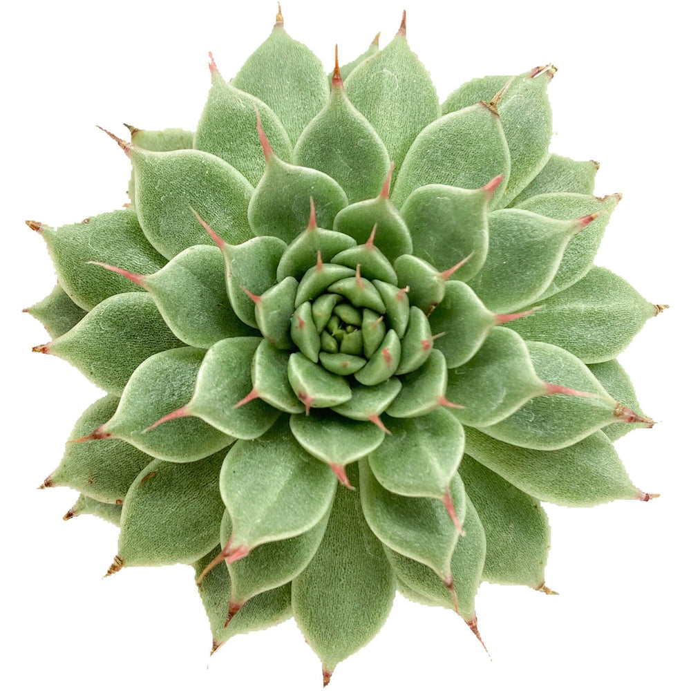 
            
                Load image into Gallery viewer, Echeveria Filiferum - The Succulents Shoppe
            
        