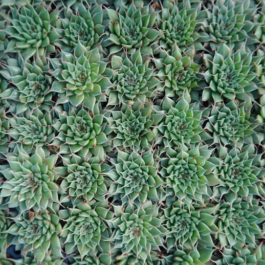 
            
                Load image into Gallery viewer, Echeveria Filiferum - The Succulents Shoppe
            
        