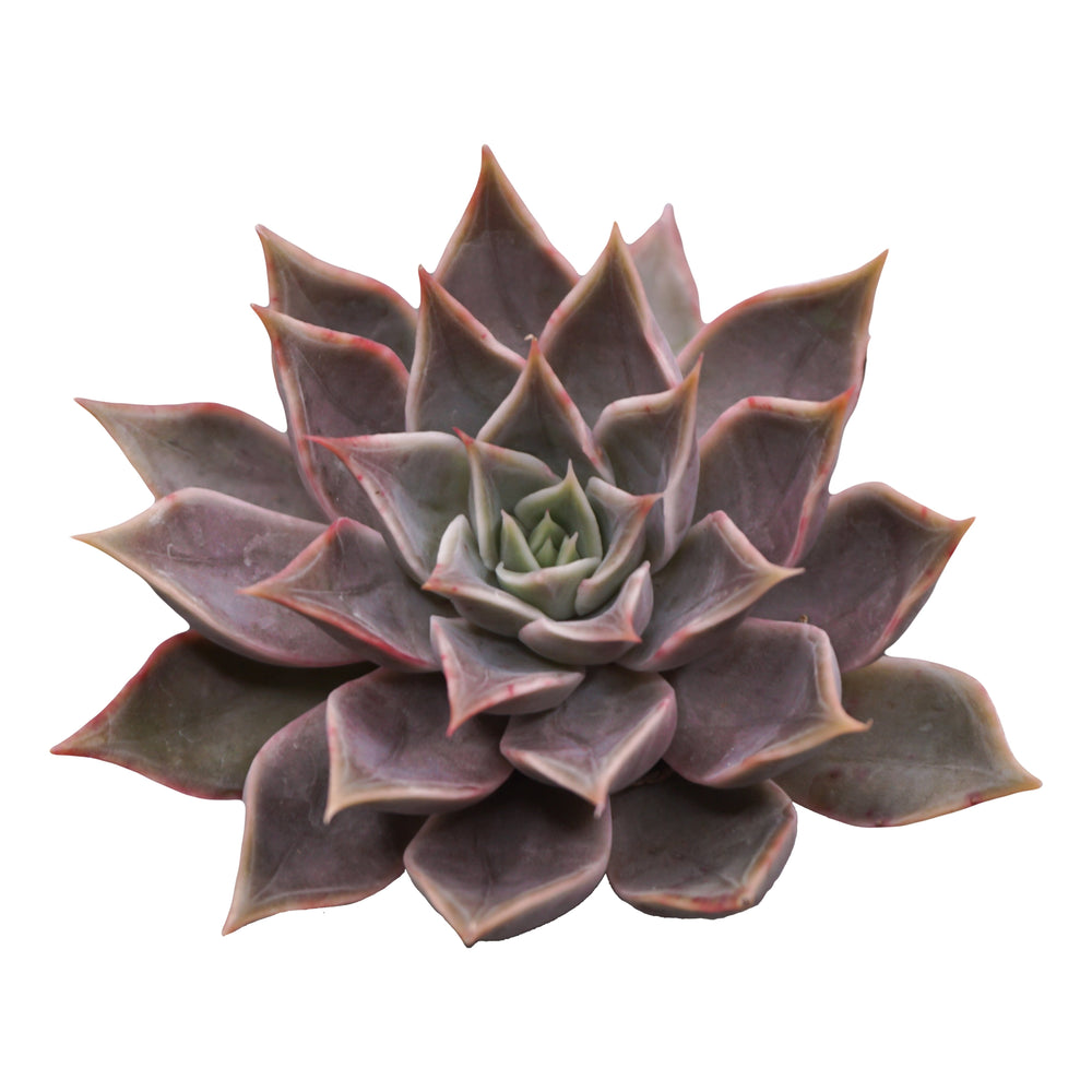 
            
                Load image into Gallery viewer, Echeveria Mensah - The Succulents Shoppe
            
        