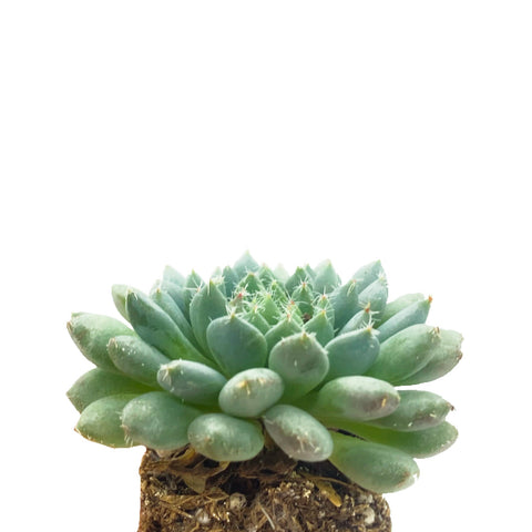 Echeveria setosa v deminuta - The Succulents Shoppe