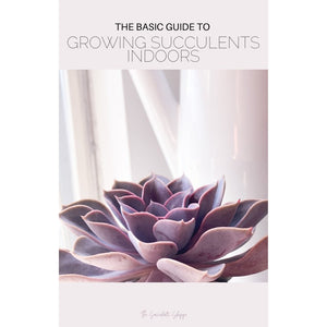 Growing Succulents Indoors E-Book - The Succulents Shoppe