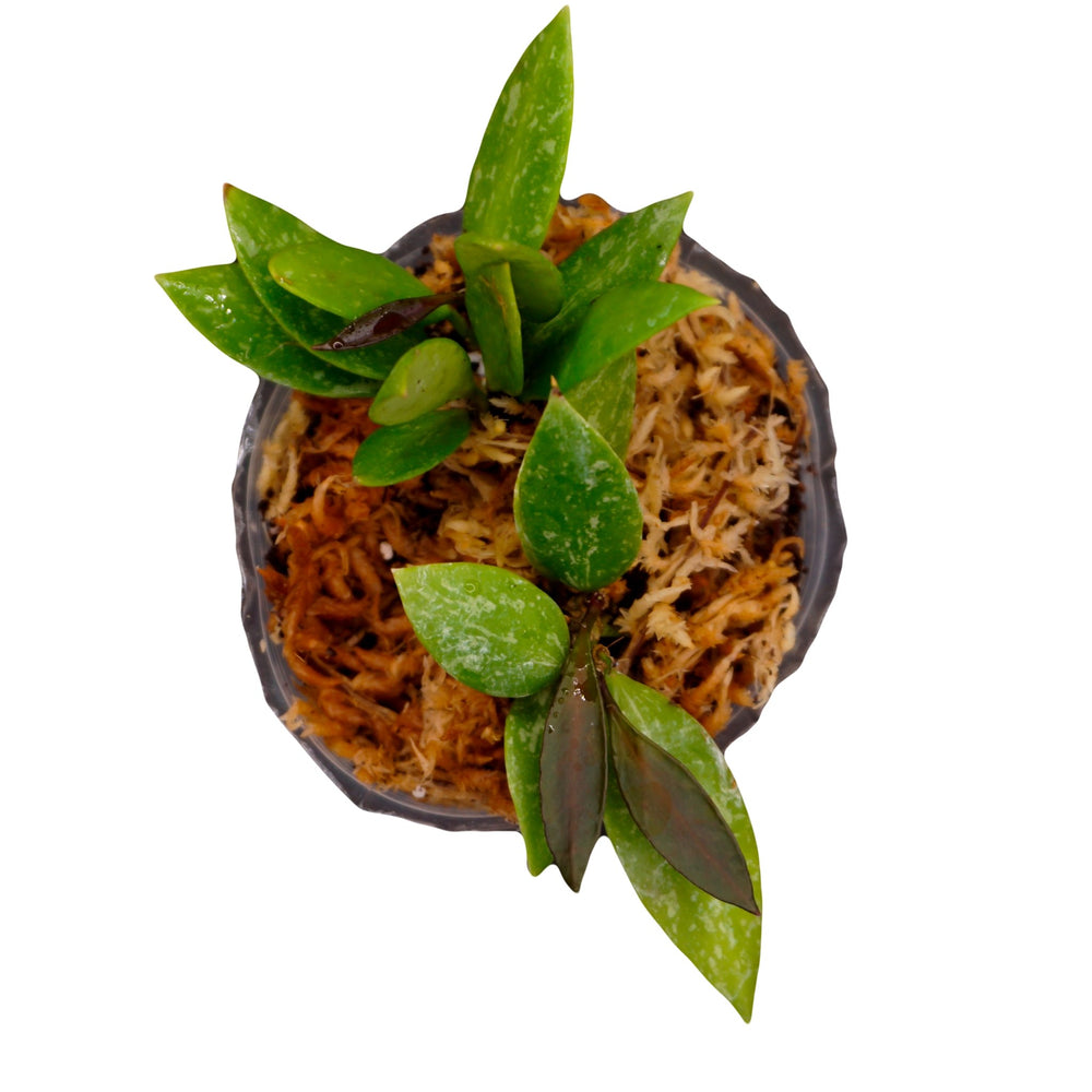 Hoya Gracilis - The Succulents Shoppe