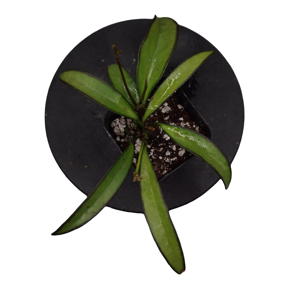 
            
                Load image into Gallery viewer, Hoya Wayetii - The Succulents Shoppe
            
        