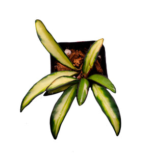 
            
                Load image into Gallery viewer, Hoya Wayetii Variegated - The Succulents Shoppe
            
        