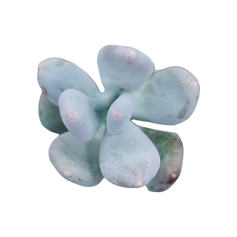 Pachyphytum oviferum ‘Blue Moonstone’ - The Succulents Shoppe