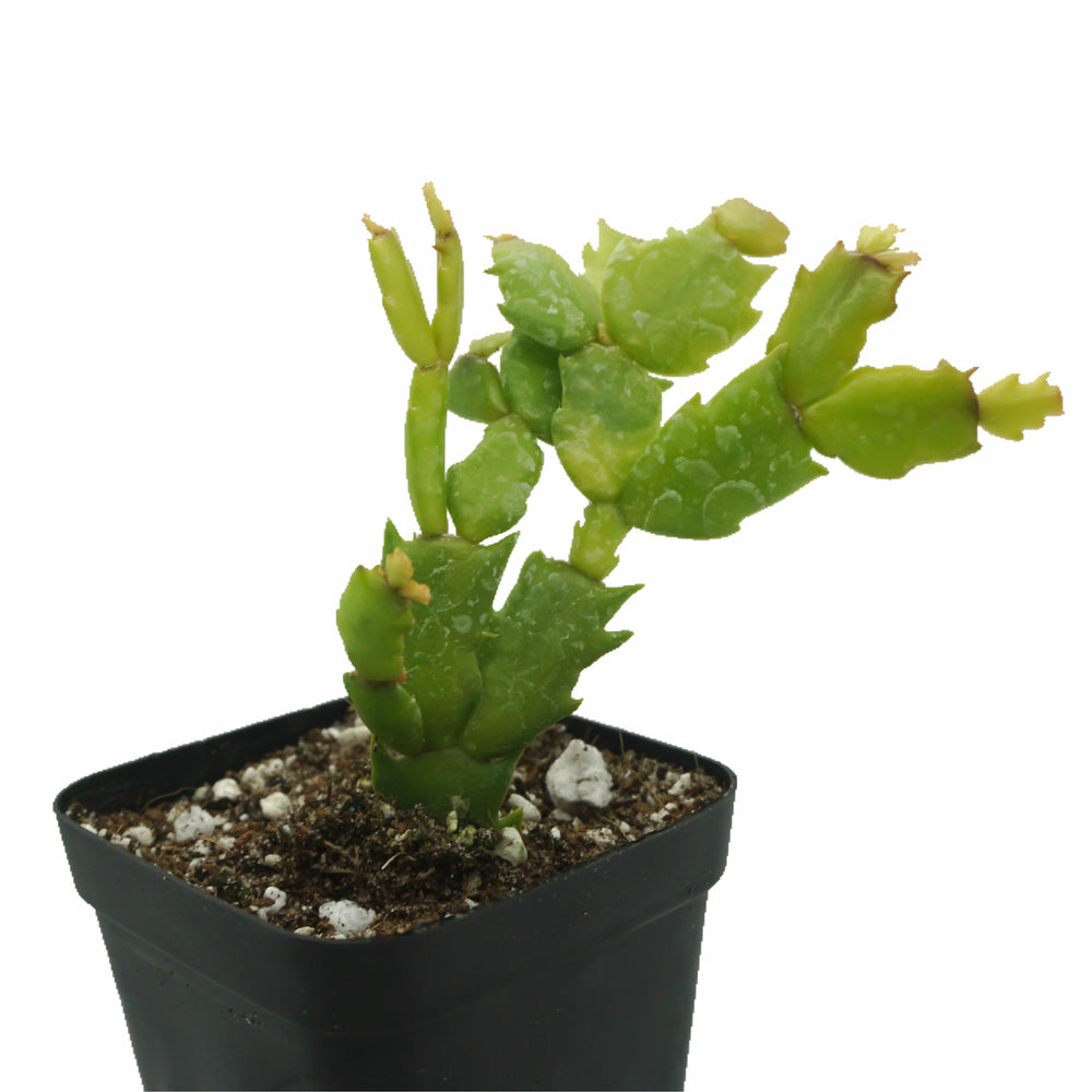Schlumbergera bridgessii 'Christmas Cactus' - The Succulents Shoppe