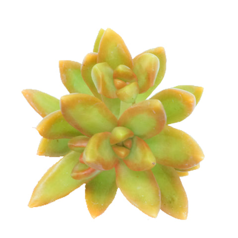 Sedum adolphii ‘Golden Glow’ - The Succulents Shoppe