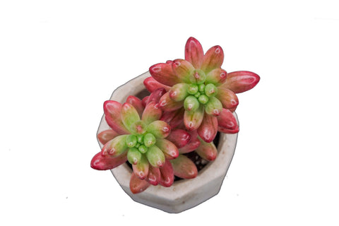 Sedum rubrotinctum 'Aurora' variegata 'Pink Jelly Bean' - The Succulents Shoppe