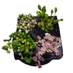 "String of" 4-Pack - The Succulents Shoppe
