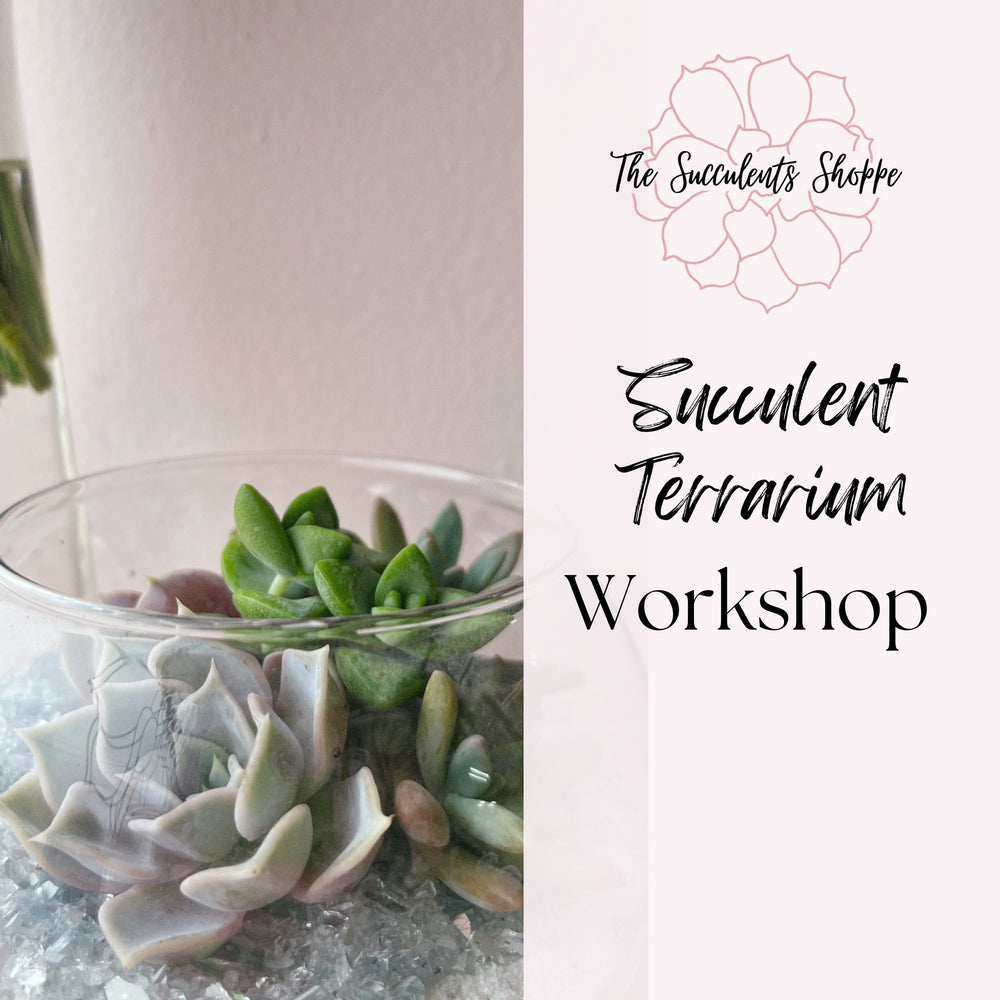 
            
                Load image into Gallery viewer, Succulent Terrarium Workshop - The Succulents Shoppe
            
        