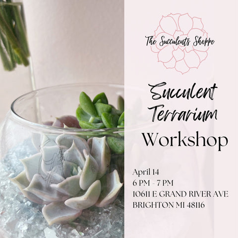 Succulent Terrarium Workshop - The Succulents Shoppe