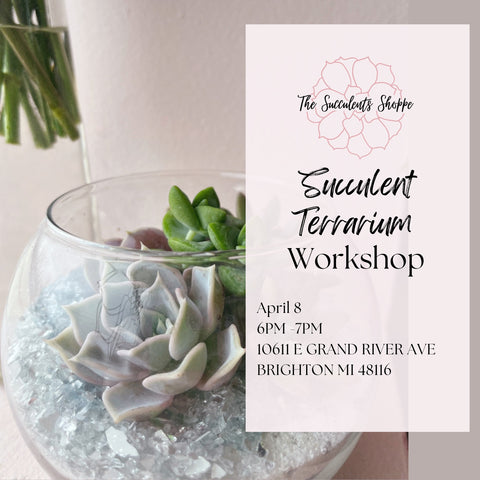 Succulent Terrarium Workshop - The Succulents Shoppe