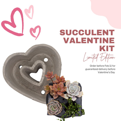 Succulent Valentine Kit - The Succulents Shoppe
