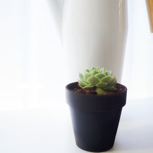 
            
                Load image into Gallery viewer, Terracotta Pot - The Succulents Shoppe
            
        