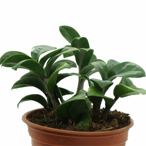 Zamioculcas zamiifolia 'Dwarf ZZ' - The Succulents Shoppe